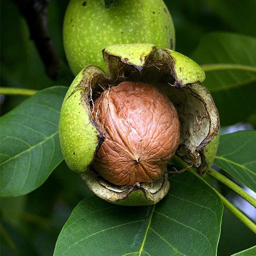 Walnut - 10" Grow bag