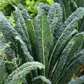 Kale Tuscan - Vegetable Seeds