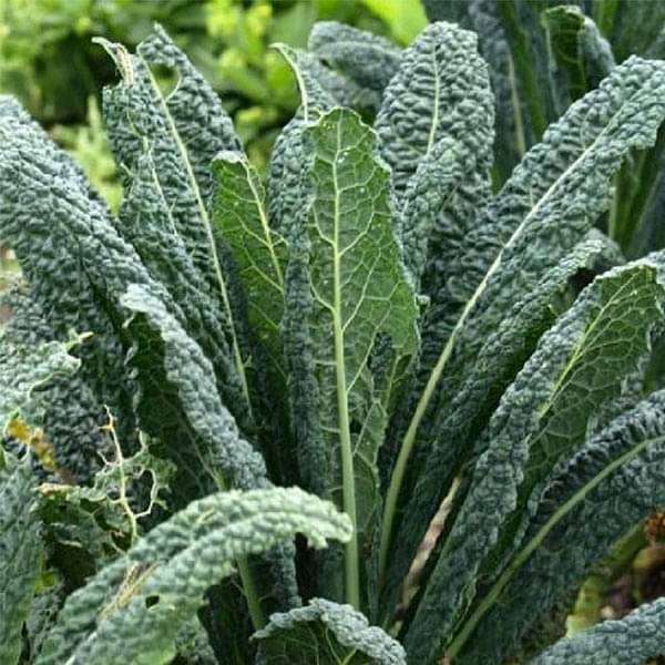 Kale Tuscan - Vegetable Seeds