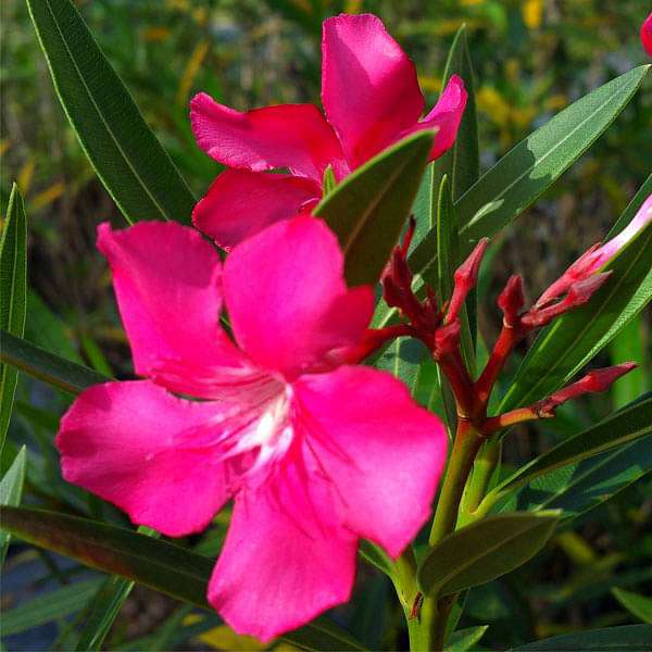 Kaner, Nerium Oleander (Pink) - 0.5 kg Seeds