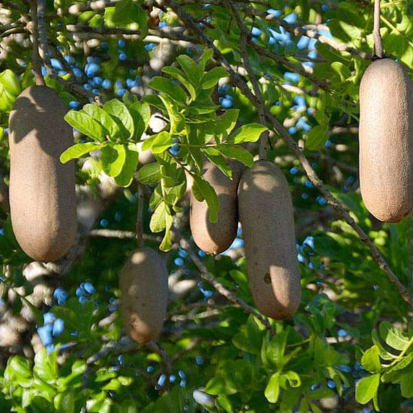Kigelia Africana, Sausage Tree - 0.5 kg Seeds