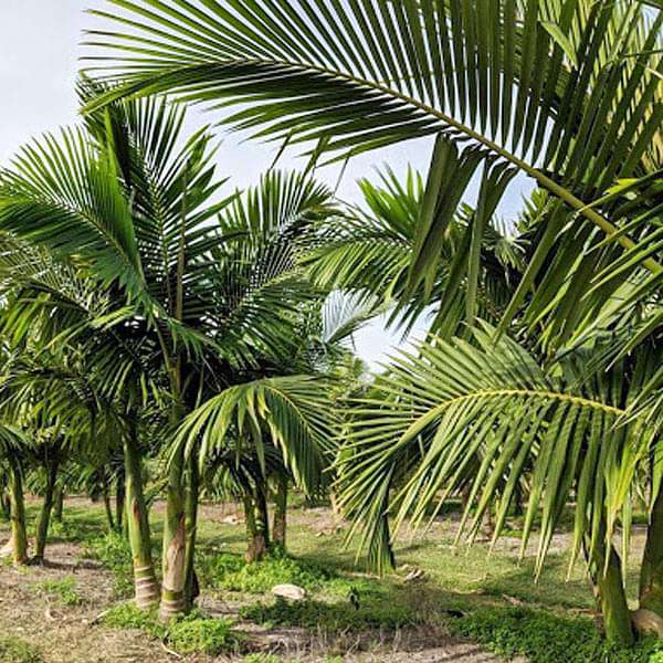 King Palm, Alexander palm - 0.5 kg Seeds