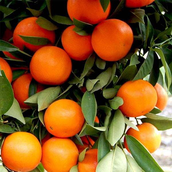 Kinnow, Citrus - 0.5 kg Seeds