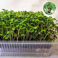 Knol Khol, Kohl Rabi Green - Microgreen Seeds