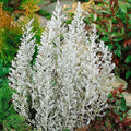 Kochia Childsii - Desi Flower Seeds