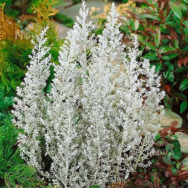 Kochia Childsii - Desi Flower Seeds