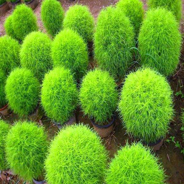 Kochia Plant - 10" Grow bag