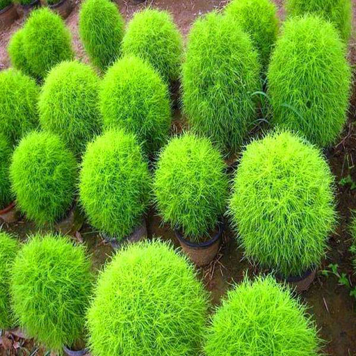 Kochia Plant - 10" Grow bag