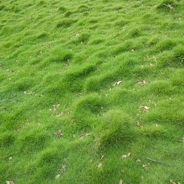 Korean Lawn Grass - 0.5 kg Seeds