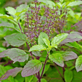 Krishna Tulsi - Herb Seeds