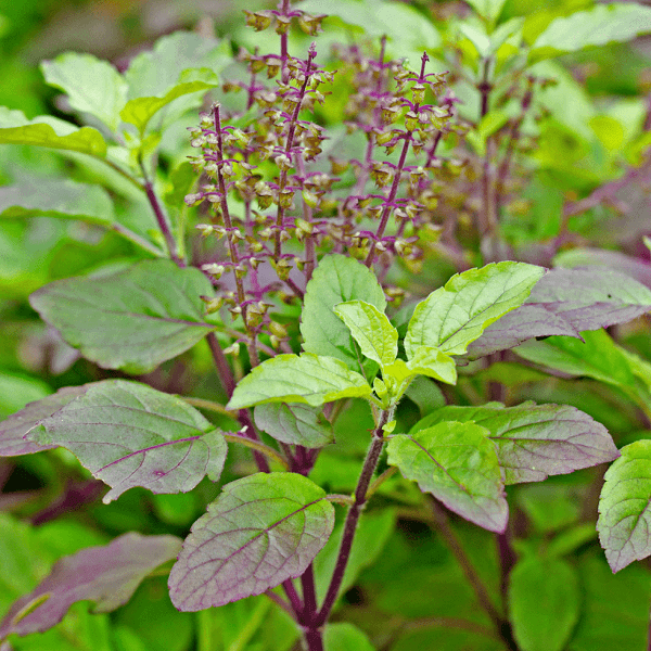 Krishna Tulsi - Herb Seeds