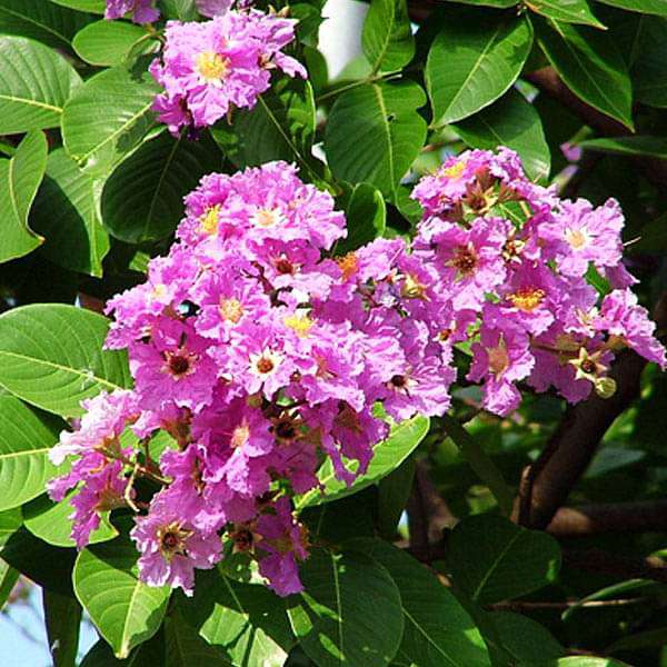 Lagerstroemia Floribunda - 0.5 kg Seeds