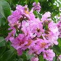 Pride of India - 10" Grow bag