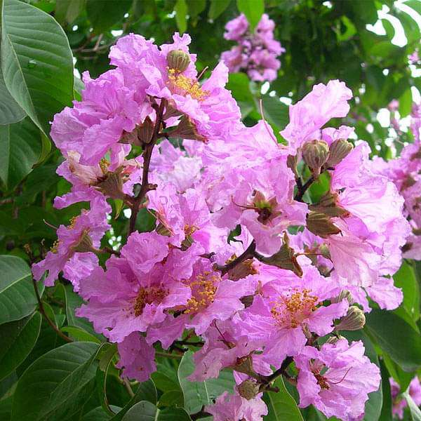 Lagerstroemia Speciosa - 0.5 kg Seeds