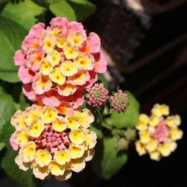 Lantana Camara - 0.5 kg Seeds