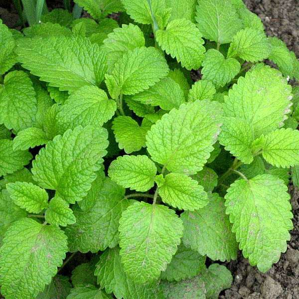 Lemon Balm - Herb Seeds