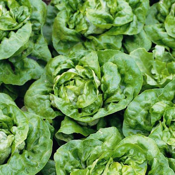 Lettuce Butter Crunch - Organic Vegetable Seeds