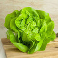 Lettuce Butter Head Green - Vegetable Seeds
