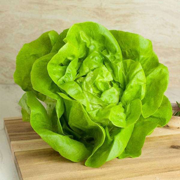 Lettuce Butter Head Green - Vegetable Seeds