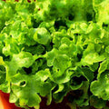 Lettuce Grand Rapids - Vegetable Seeds