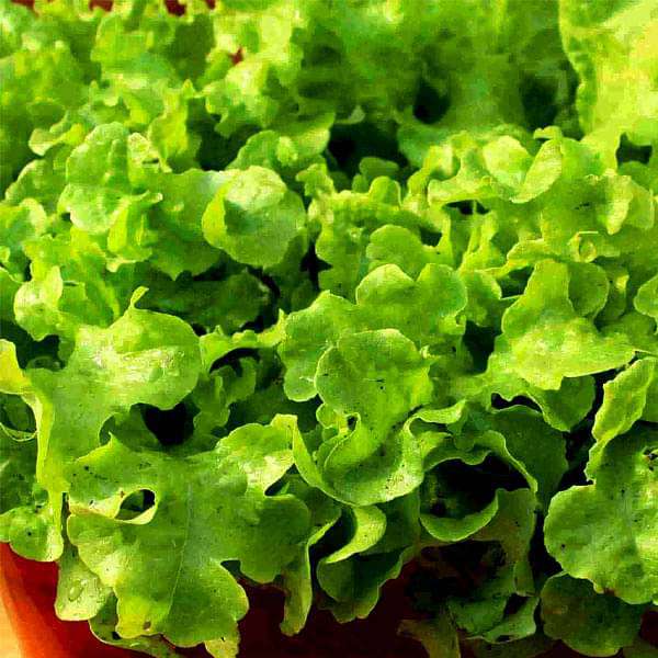 Lettuce Grand Rapids - Vegetable Seeds