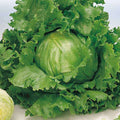 Lettuce Great Lakes - Vegetable Seeds