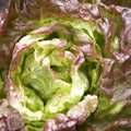 Lettuce Ivonina Batavia - Vegetable Seeds