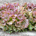 Lettuce Prize Head - Vegetable Seeds