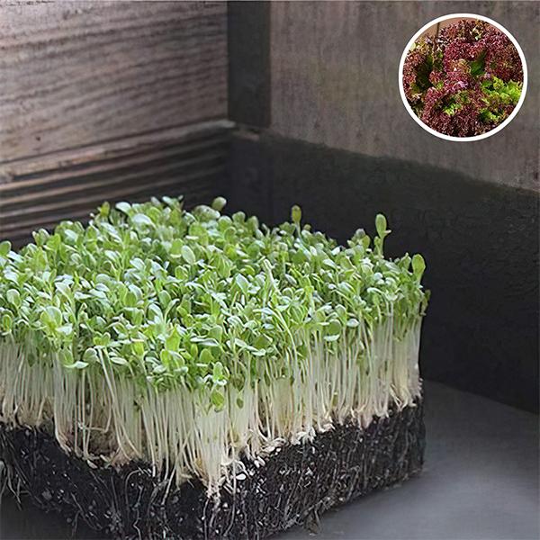 Lettuce Salad Lollo Rosso - Microgreen Seeds