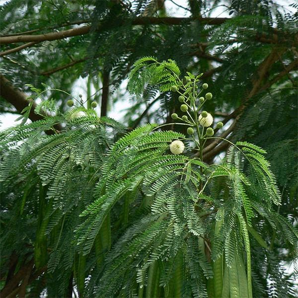 Leucaena Leucocephala, Subabool - 0.5 kg Seeds