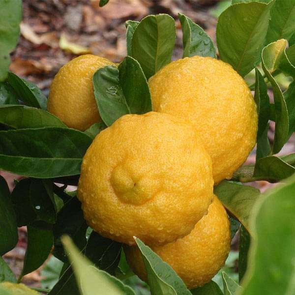 Liudmila Rough Lemon, Khatta Nimboo (Big) - 0.5 kg Seeds