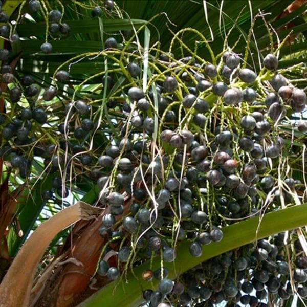Livistona Chinensis, Fountain Palm - 0.5 kg Seeds