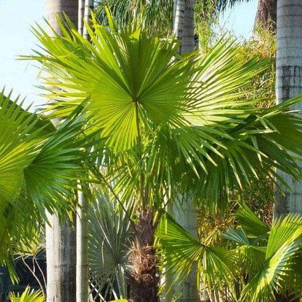 Livistona Jenkinsiana, Himalayan Fan Palm - 0.5 kg Seeds