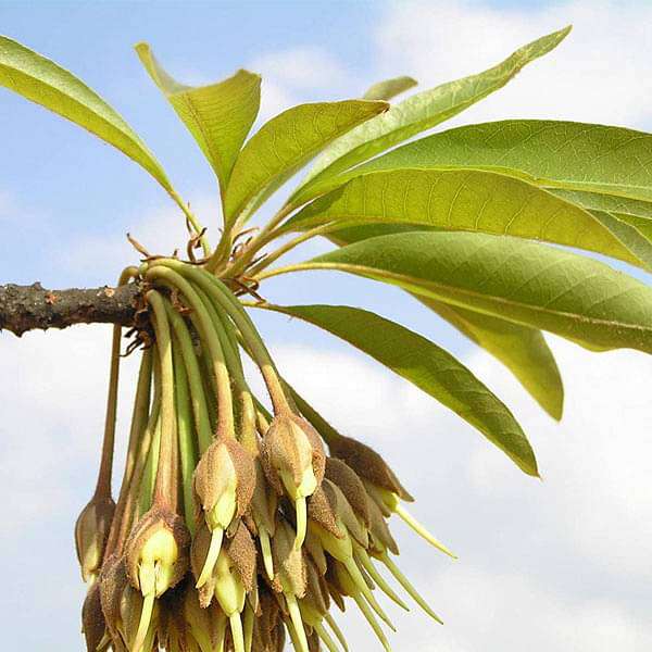 Madhuca longifoli, Mahua - 0.5 kg Seeds
