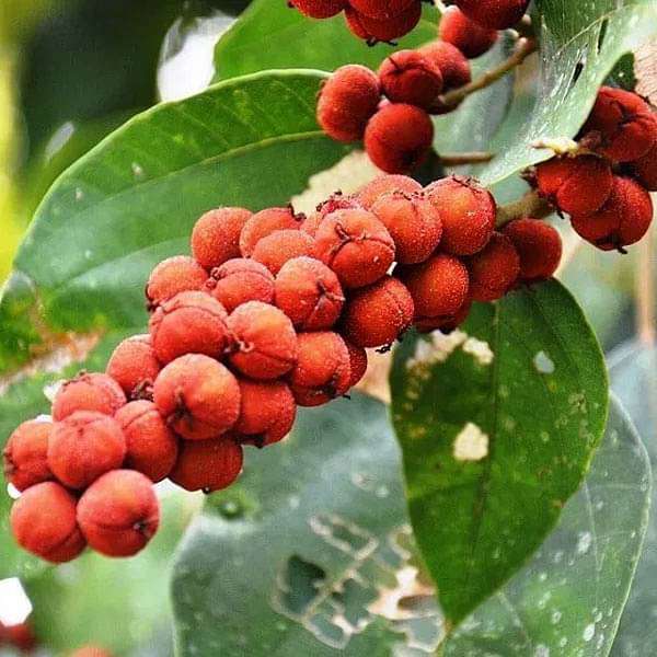 Mallotus Philippensis, Kumkum Tree Red - 0.5 kg Seeds
