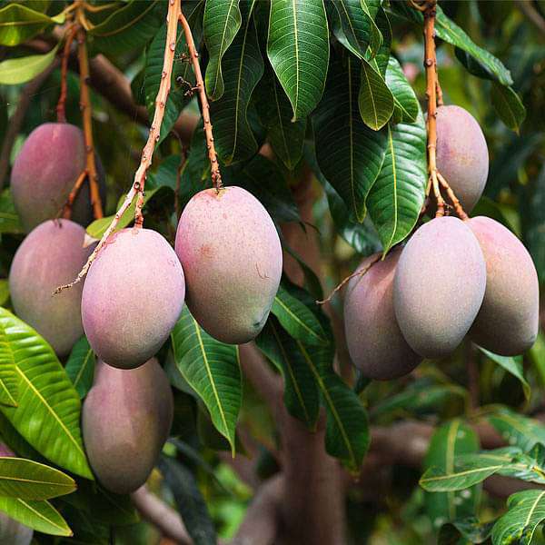 Mangifera Indica, Mango, Aam - 0.5 kg Seeds