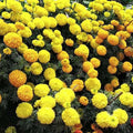 Marigold F-1 Inca Mixed Color - Flower Seeds