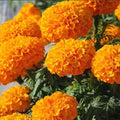 Marigold F-1 Inca Orange - Flower Seeds