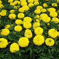 Marigold F-2 Yellow Dwarf - Flower Seeds