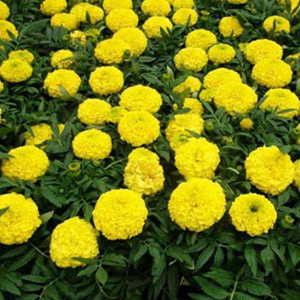 Marigold F-2 Yellow Dwarf - Flower Seeds