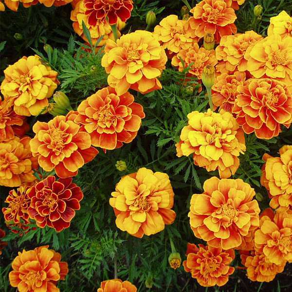 Marigold Guljafri Mixed Color - Desi Flower Seeds
