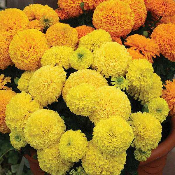 Marigold Rodeo Royal Mixed Colors - Flower Seeds