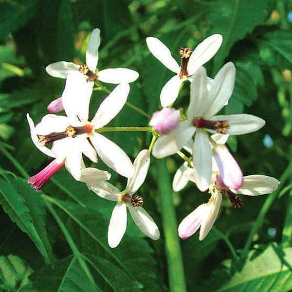 Melia Composita, Melia Dubia - 0.5 kg Seeds