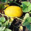 Melon Yellow Canary- Fruit Seeds