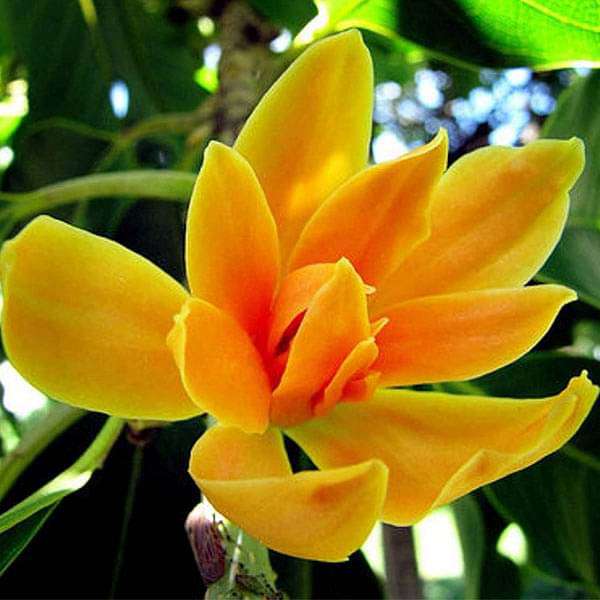 Michelia Champaca, Son Champa - 0.5 kg Seeds