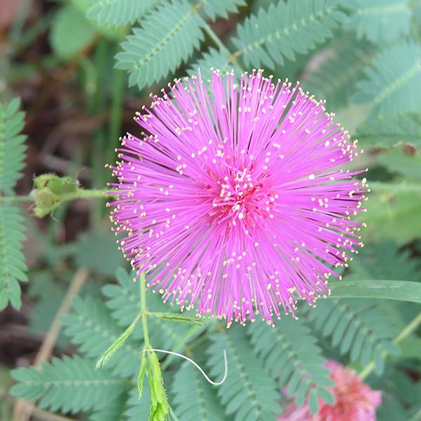 Mimosa Pudica, Touch me not - 0.5 kg Seeds