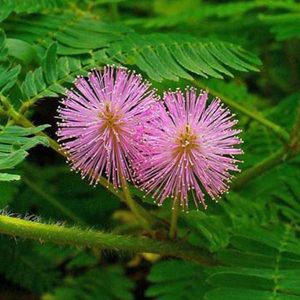 Mimosa, Touch Me Not - Flower Seeds