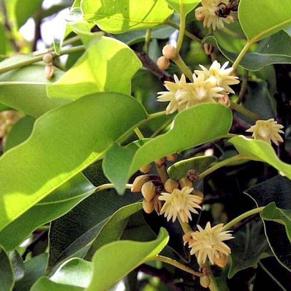 Mimusops Elengi - 0.5 kg Seeds