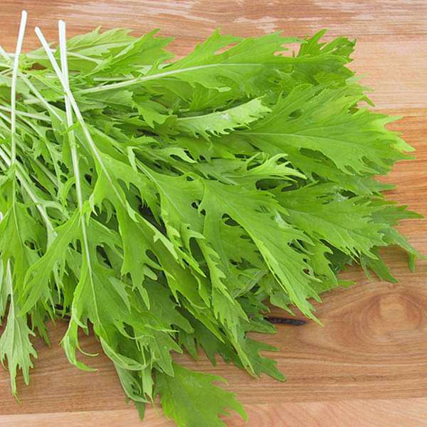 Mizuna, Japanese Mustard Green - Herb Seeds