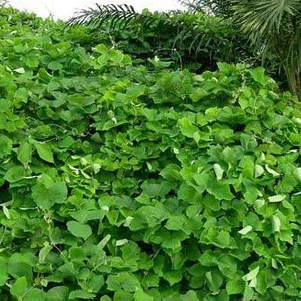 Mucuna Bracteata - 0.5 kg Seeds
